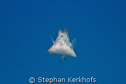 Thornback trunkfish (tetrasomus gibbosus) taken in Na'ama... by Stephan Kerkhofs 